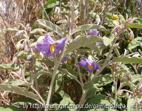 Solanum elaeagnifolium2