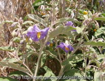 Solanum elaeagnifolium2