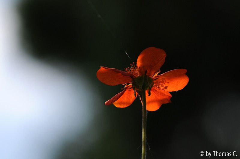 Gegenlicht 06