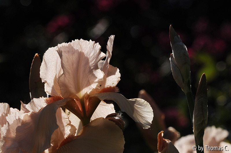 Gegenlicht 01
