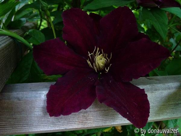 Clematis Niobe