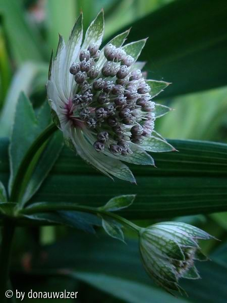 Astrantie 1