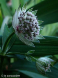 Astrantie 1