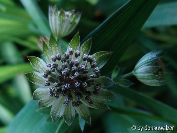 Astrantie 2