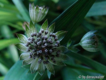 Astrantie 2