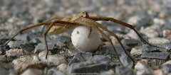 Listspinne (Pisaura mirabilis)