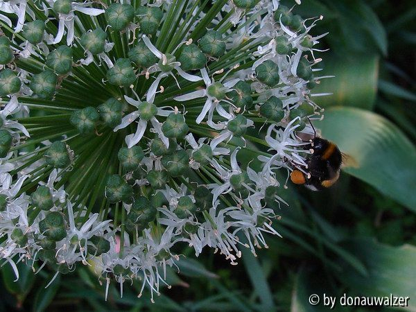 Mount Everest mit Hummel 080525