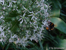 Mount Everest mit Hummel 080525