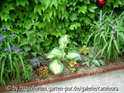 Beet im Vollschatten