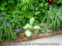 Beet im Vollschatten