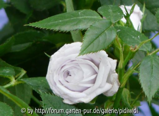 bläuliches Schnäppchen Blüte