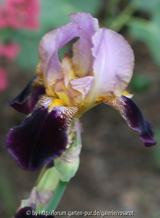 helllila dunkellila