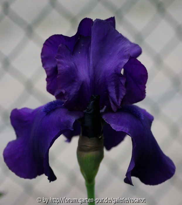 dunkelviolett