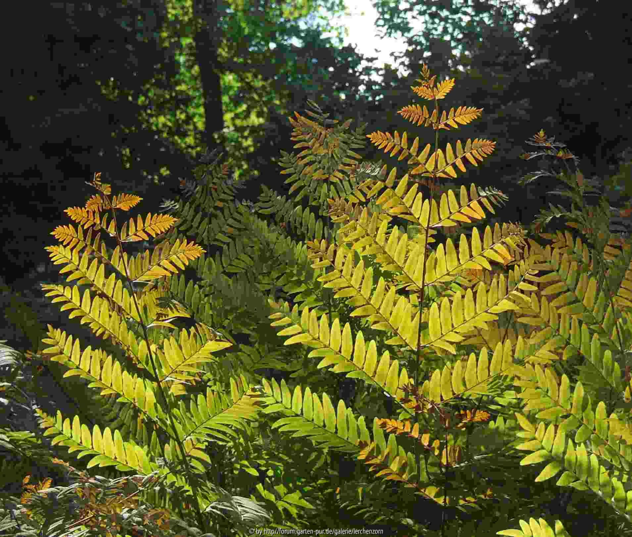 Königsfarn (Osmunda regalis)