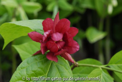 x_Sinocalycanthus Hartlage Wine