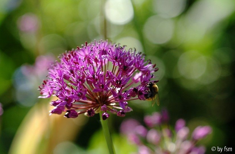 Allium 4
