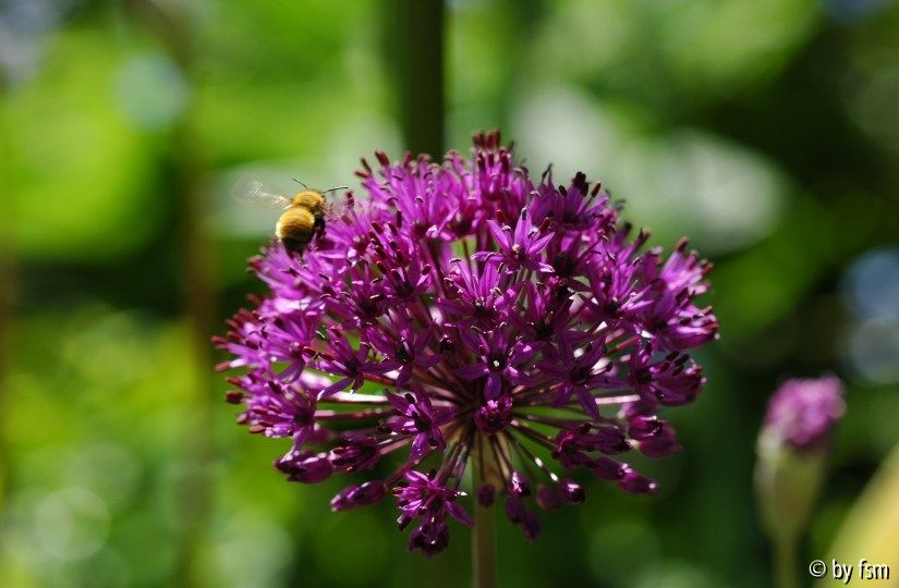 Allium 3