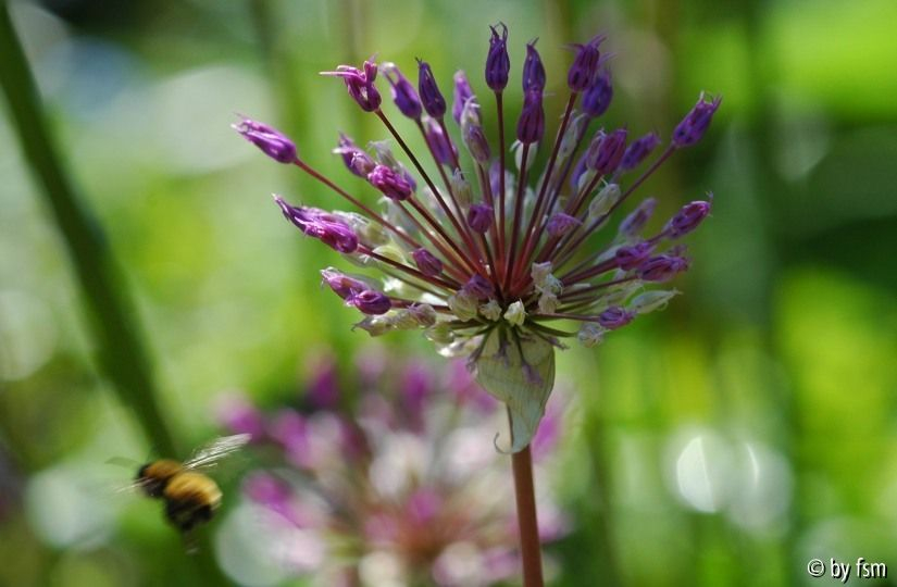 Allium 1