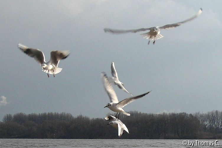 Lachmöwen am Rhein bei Monheim