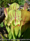 Sarracenia purpurea