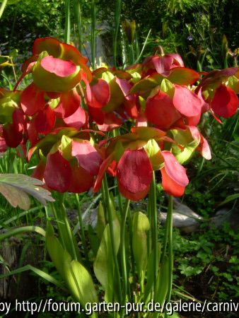 Sarracenia purpurea