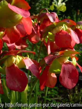 Sarracenia purpurea