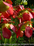 Sarracenia purpurea