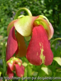 Sarracenia minor