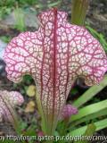 Sarracenia leucophylla