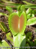Dionaea muscipula