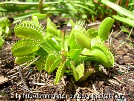 Dionaea muscipula