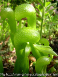 Darlingtonia californica