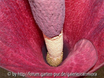 Tränenbaum (Amorphophallus konjac)