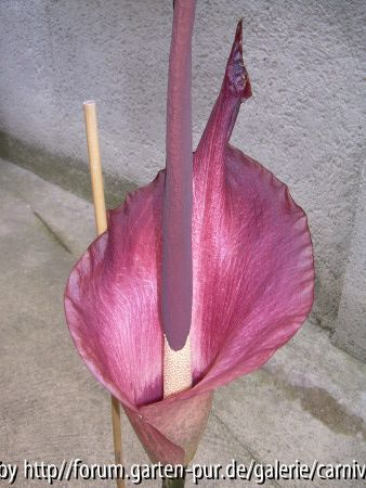 Amorphophallus konjac
