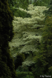 Härle - Durchblick mit Cornus