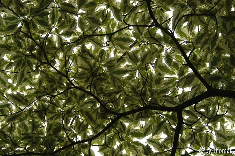 Härle - Unterm Cornus