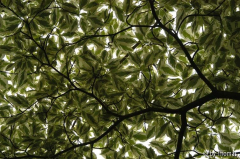 Härle - Unterm Cornus