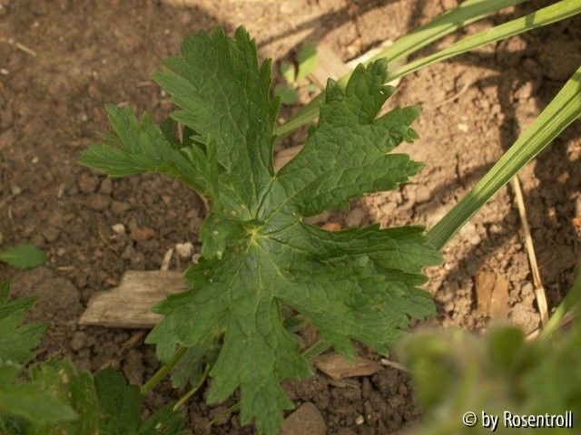Geranium am Teich / Blatt