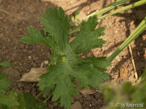 Geranium am Teich / Blatt