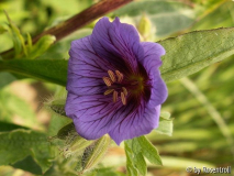 Geranium am Teich / Blüte