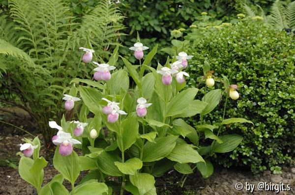 Orchideen