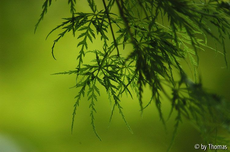 Härle - Acer palmatum dissectum
