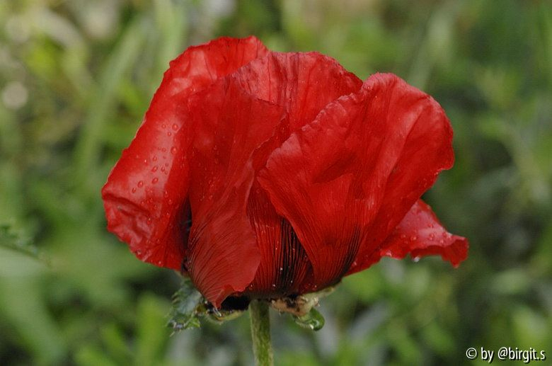 Mohn III