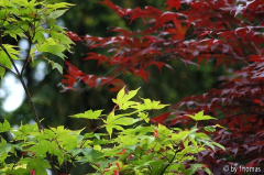 Härle - verschiedene Acer Farben