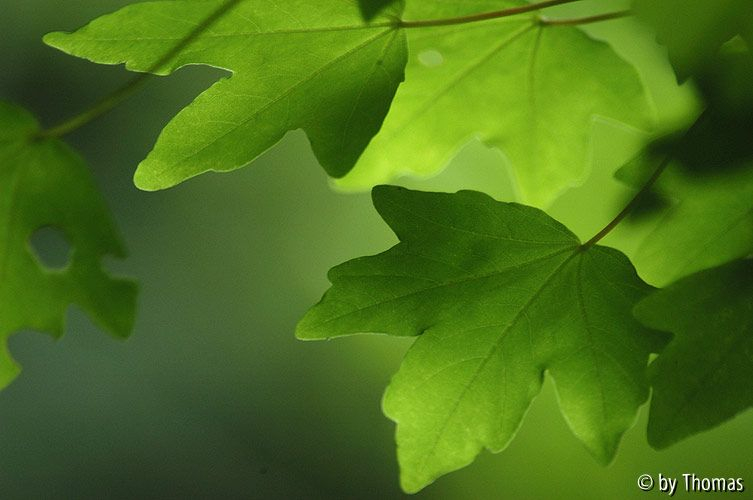 Härle - Acer Blätter grün