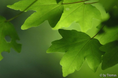 Härle - Acer Blätter grün
