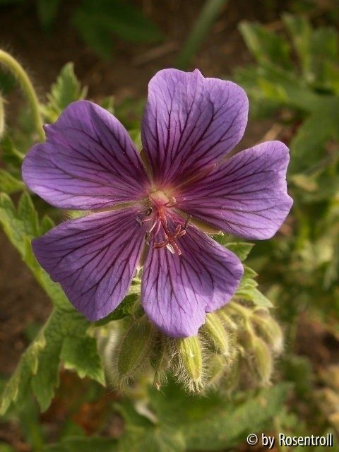 Geranium am Teich - göffnete Blüte
