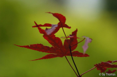 Härle - Acer palmatum atropurpureum vor