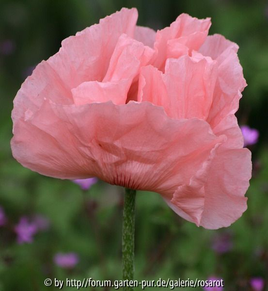 P. rosa selbst gesät