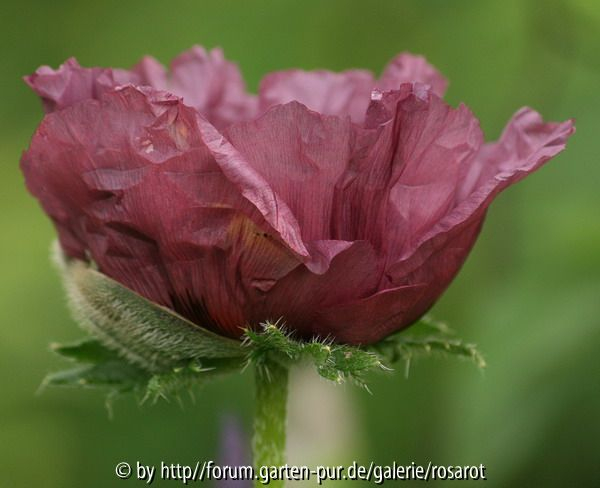 P. Pattys Plum